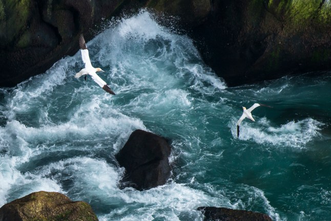 Northern gannets in flight over breaking waves