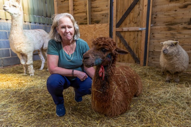 Picture supplied by Bav Media 07976 880732. Picture dated March 24th shows Dawn French with the injured alpaca called Pheobe at the farm in East Hatley,Cambs.Four other alpacas were killed at the weekend. Four ALPACAS have been SHOT in the HEAD ???like an execution??? and killed in a field in a small village in South Cambridgeshire which was left looking like a ???murder scene.??? Owner Dawn French said their six-acre field in East Hatley, near Gamlingay, looked like ???a massacre??? after the animals were found scattered around early yesterday (Sun) morning after they were shot with a ???.22 or higher rifle.??? A ewe was also ???massacred by dogs??? and a fifth alpaca received a gunshot wound to its face, but survived, in the ???horrific??? incident, which happened between 6pm on Saturday (March 22) and 8.30am yesterday (Sun). See copy catchline Four alpacas SHOT in HEAD ???murder scene??? small Cambs village
