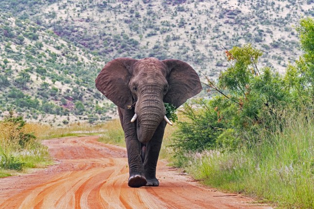 Elephant