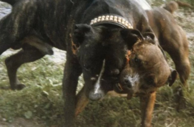 Dog fighting has been banned in Wales and England for almost 200 years, but it is still 'rife' across both nations according to the RSPCA