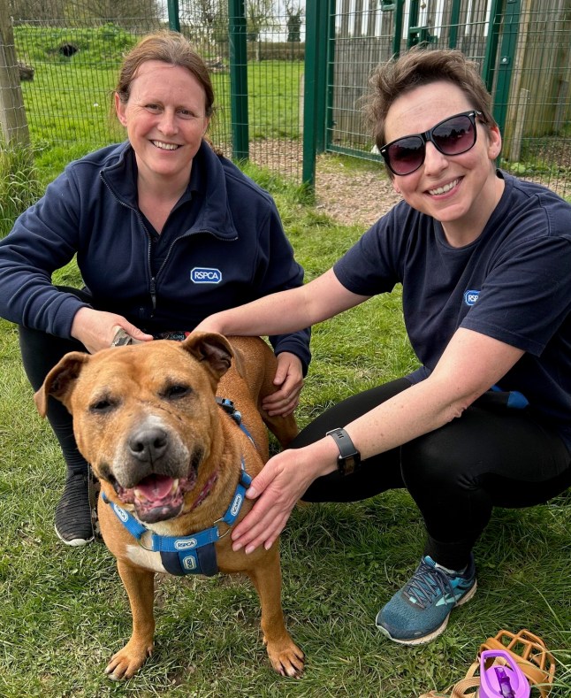 Jane the dog with RSPCA workers. Photo released June 3 2024. Three members of a gang, including a man known as Dr Death, which bred and trained dogs to fight in horrific events across Europe were jailed today.Three men and one woman were all convicted by a jury in April of an array of offences following a five-week trial. They all returned to Chelmsford Crown Court today to be sentenced. Phillip Harris Ali, 67, known in the dog fighting world as Dr Death, was previously found guilty of 10 offences under the Animal Welfare Act 2006, including four offences of keeping and/or training a dog for use in a fight, and two of causing a fight.