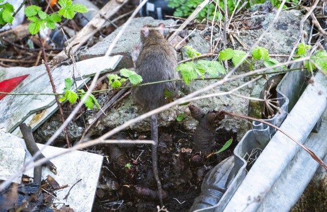 A giant rat the size of a small cat seen in Birmingham early this morning. Picture by Jeremy Selwyn / SelwynPics +44 7836 200711 14/04/2025