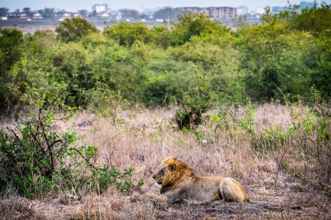 A lion pictured laying down in the bush with the outline of a city in the far distance in Kenya.