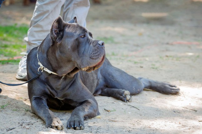 The Cane Corso is an Italian breed of mastiff. It is usually kept as a companion dog or guard dog; it may also be used to protect livestock