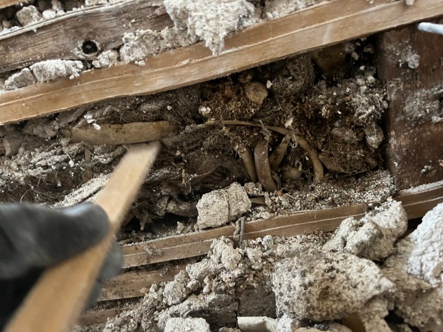 Bones are pictured in the walls of a home.