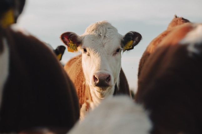 Cow in a field.