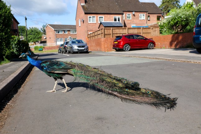 Peacock crossing the road.
