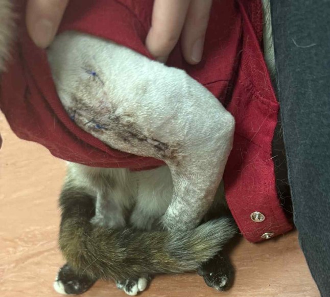 Adored pet cat was shot by an air rifle