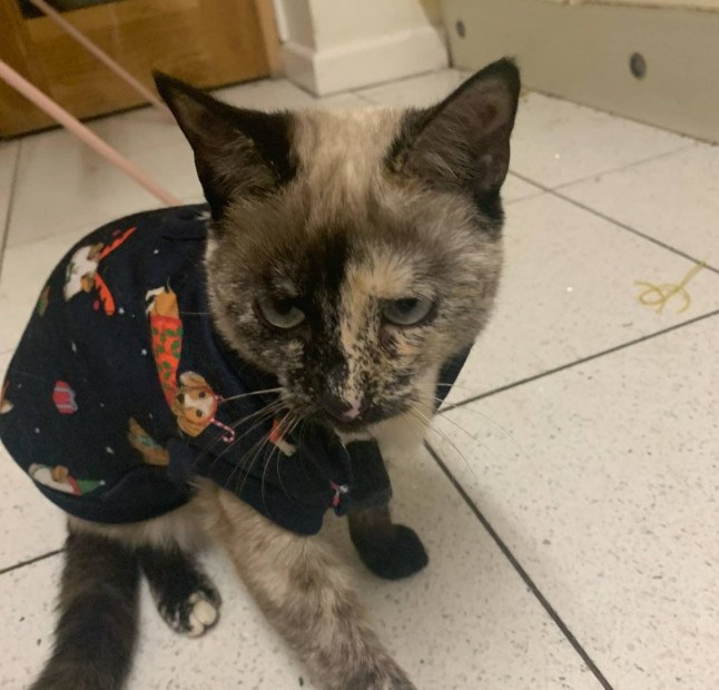 Adored pet cat was shot by an air rifle