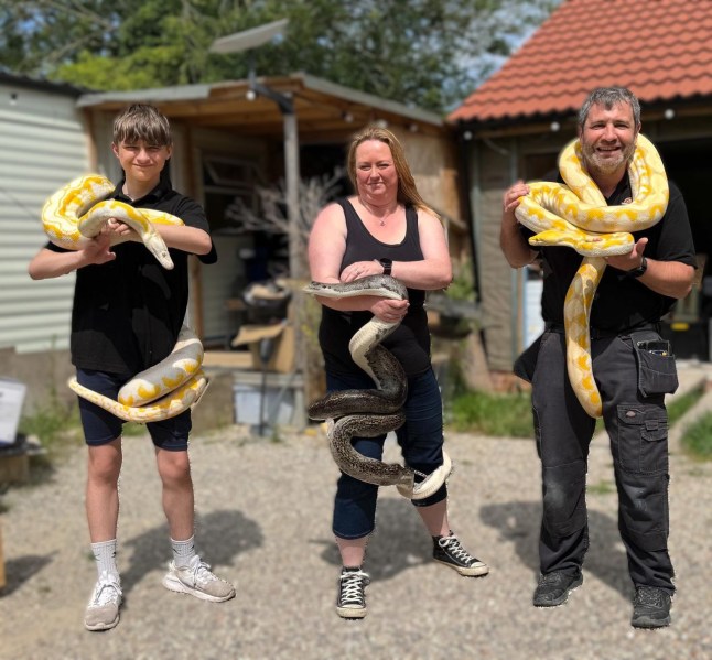 Python snake ?at large? as police issue urgent warning RSG Reptiles orntpoSsed40 1 f8c29t1c8t h 2c4iu762256m1t40530i25ugf6l0 2 ah2fi76 ? MASSIVE Snakes found in the woods in Lincolnshire Some of you may have seen articles going around regarding the 4 large snakes that were found in the woods over the last 2 days