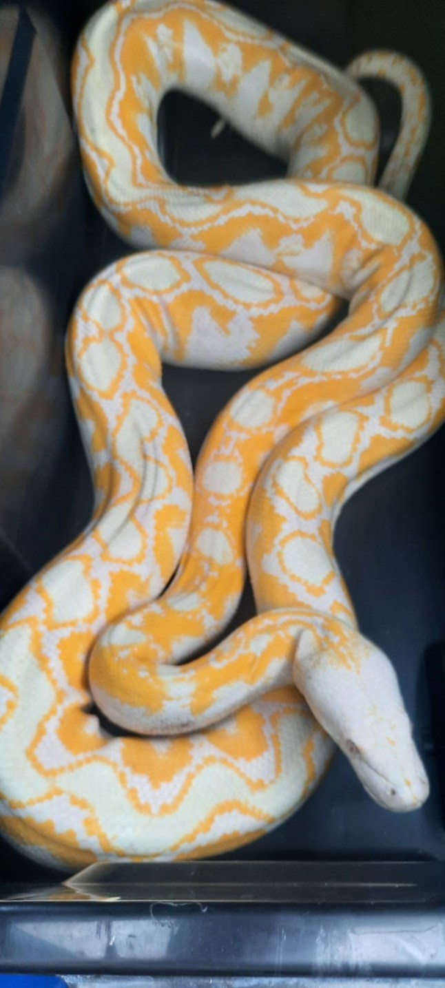 Python snake ?at large? as police issue urgent warning https://www.facebook.com/photo?fbid=1028828186097467&set=pb.100069108854380.-2207520000