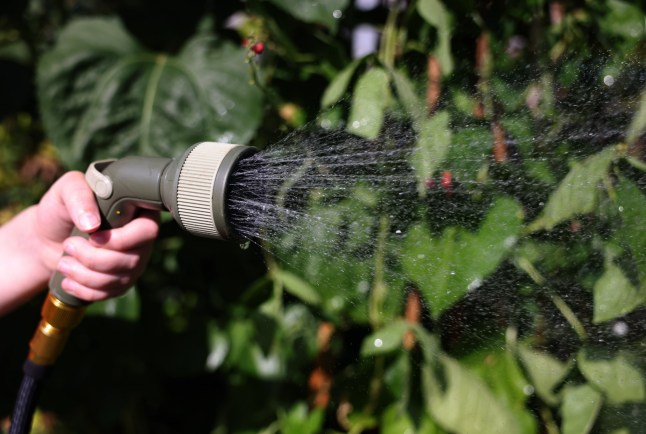 epa12245254 A hosepipe is used in a garden in London, Britain, 18 July 2025. In June, England experienced a 20 percent decrease in rainfall compared to the long-term average, marking the hottest month on record, according to UK Environment Agency. Due to declining reservoir levels, South East Water, Southern Water, Yorkshire Water, and Thames Water have imposed and are planning to impose hosepipe and sprinkler bans, affecting millions of customers. EPA/NEIL HALL