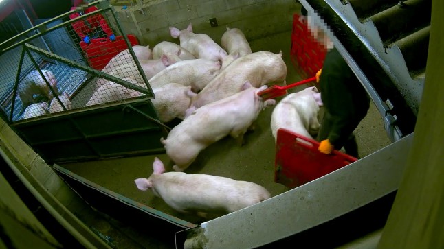 Lincolnshire (August 2025) ? Animal Justice Project has today released disturbing undercover footage from Somerby Top Farm in Lincolnshire, a pig fattening facility owned by the UK?s largest pork producer, Cranswick Country Foods. The ten-month investigation ? filmed between May 2024 and January 2025 ? exposes harrowing scenes of extreme animal suffering inside a Red Tractor-assured site supplying pork to major supermarkets, including Tesco and Sainsbury?s. 22-jan-25-cam-1-000035-0017-face-jabbed-by-paddle-1_54688717545_o