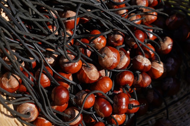 Conkers the annual World Conker Championships at the Shuckburgh Arms in Southwick, Peterborough. Picture date: Sunday October 9, 2022. PA Photo. See PA story SOCIAL Conkers. Photo credit should read: Joe Giddens/PA Wire