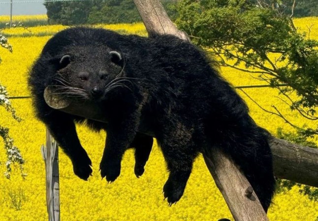 WORDS BYLINE: Dee Lukasik A conservation park is appealing for help after a bearcat managed to escape from its enclosure. Staff at The Fenn Bell Conservation Project in St Mary Hoo discovered a female binturong, called Suki, had gone missing yesterday morning (September 25). A spokesman for the park, Connor Gordon, said she was last seen in the last seen in the Bell Wood area around 8.30am. ???We were doing our morning checks that we do every day, just to make sure all the animals were fine overnight,??? he explained. ???One of the keepers noticed that Suki had breached her enclosure. ???About 10 minutes later, she was spotted on site at the far end adjacent to the woodland, but unfortunately we lost sight of her and she hasn???t been seen since.??? Binturongs, also known as bearcats, are unusual mammals found in the forests of South and Southeast Asia. They are not related to bears or cats but belong to the civet family. Adults can grow to about a metre long, with shaggy black fur and a prehensile tail strong enough to grip branches. Mr Gordon added that searches had been ongoing ever since. ???We???ve spent hours searching with staff, supported by police and search and rescue using a thermal drone,??? he said. ???We???ve set out cameras and are recovering footage now to try and pinpoint her location a little more directly.??? The animal is thought to still be close by. ???She???s not a massively fast animal, but typically spends most of her time up in trees,??? he added. ???We???re highly expecting her not to have gone too far and to still be somewhere in Bell Wood,??? he explained. ???But a small dark animal in a big set of woods isn???t the easiest thing to spot.??? Mr Gordon said members of the public should not try to catch Suki if they see her. ???If they do see her, just give us a call immediately,??? ???Do not approach and just keep an eye on her. ???Although she poses a low risk to people, there is still a chance she could give a bite if cornered or scared.??? Binturongs are nocturnal and are most likely to be active from early evening until the early hours of the morning. They mostly eats fruit and veg. ???She???ll eat small amounts of meat, but she???s not a particularly good hunter,??? the spokesman added. The conservation project has also set out food near cameras in the hope of drawing her out. Local authorities have been informed and a full investigation is under way. ANYONE WHO SPOTS SUKI IS URGED TO CALL 07898 658908. Featuring: A binturong named Suki escaped from her enclosure on Thursday When: 26 Sep 2025 Credit: Cover Images **All usages and enquiries, please contact info@cover-images.com - +44 (0)20 3397 3000**