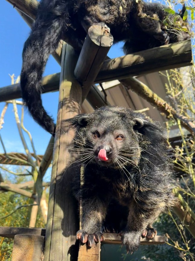 The female binturong called Suki from The Fenn Bell Conservation Project in St Mary Hoo, Kent. // An intense 72-hour search for a rare missing animal has come to an end- after it walked back into the zoo on its own accord. Locals have been frantically searching for a female binturong called Suki since she escaped from The Fenn Bell Conservation Project in St Mary Hoo, Kent, on Friday (September 26). It is believed that the lost animal was in the Bell Wood area with staff spending hours searching supported by police and even using thermal drones. The search had remained unsuccessful until around 8:50 this morning when Suki allegedly wandered back onto the premises. Photo released 29/09/2025