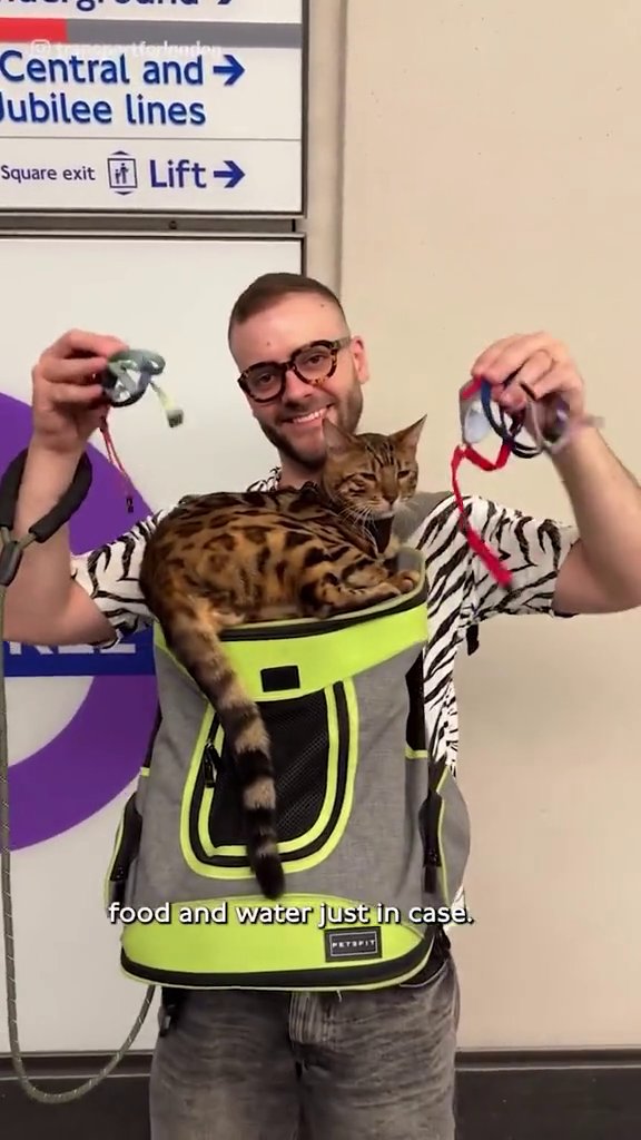 THEN THIS: Don't advertise taking cats on the tube, it's dangerous