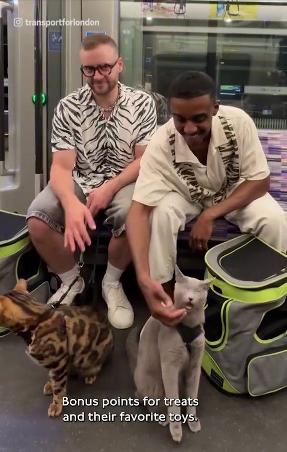 THEN THIS: Don't advertise taking cats on the tube, it's dangerous