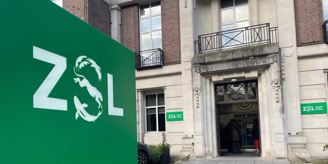 zoological society of london Project to save London's hairy ice-aged snail (EMB 00.0 Picture: zsl.org