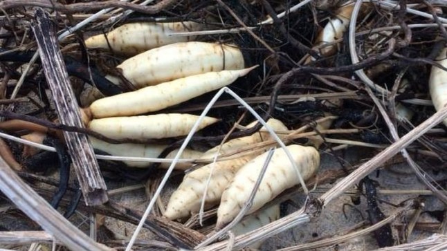 Poisonous 'parsnips' warning: Walkers are urged to avoid plant roots known as 'dead man's fingers' that have washed up on Cumbria beaches and are DEADLY to eat