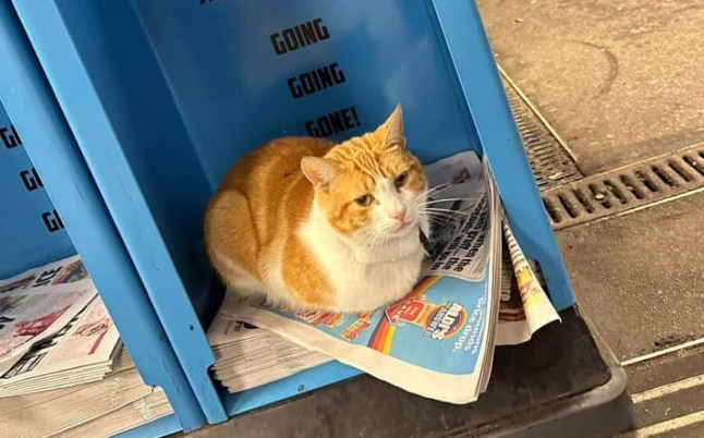 The Adventures of Nala