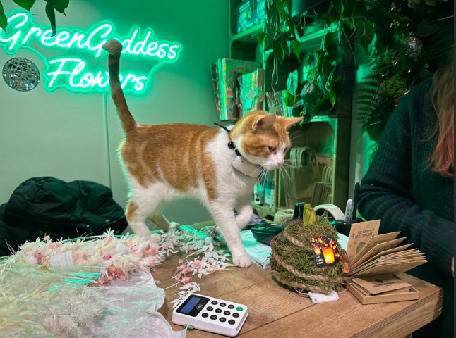 Nala the train station cat