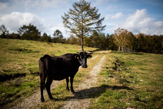 JAPAN-FOOD-AGRICULTURE-WAGYU