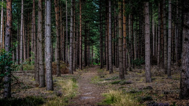 A walk into Rendlesham Forest; Shutterstock ID 1112430224; purchase_order: -; job: -; client: -; other: -