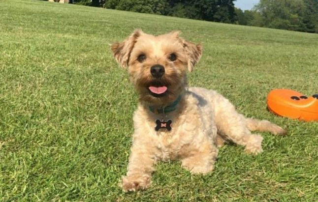 Story From Jam Press (Burglars Steal Dog) Pictured: Simba. Teacher left devastated as burglars ransack family home and steal beloved pet dog A teacher has been left devastated after burglars ransacked her family home and stole their beloved pet dog. Eliz Yusuf was given little Simba as a present for her 16th birthday. But the Yorkshire Terrier Poodle cross was taken during the raid. The 26-year-old has reported the burglary to cops. Other valuables were also stolen by the crooks. They included diamonds, gold coins and medals. She is willing to pay a reward to get her pooch, nine, back. ?He means the world to me,? Eliz told?NeedToKnow. ?Simba was a present from my father 10 years ago.? The pale tan dog was stolen from their house in leafy Meadowcroft Close, in Palmers Green, north London. The average house price in the area is ?600,000. English teacher Eliz added: ?Honestly, I?d say that our lives have been turned upside down. ?This has been truly devastating for all of us. ?We just want him back with us. He?s been such a big part of my life since I was 16.? She continued: ?I?m not asking for an explanation, I?m simply asking for him back. ?He is a senior dog and needs to come home.? Talking directly to the burglars, she said: ?I will pay you, please just return Simba safely.? Eliz works in Japan but jetted home to comfort her mum Chimen. The burglary took place on 16 December. But nearly three weeks on they have had no positive news. Pal Elle Mac said: ?I hope you get him back. ?It?s a horrible thing for anyone to do. ?It?s like stealing a baby.? Another added: ?Hopefully he returns home.? The Met Police has been approached for comment. ENDS EDITOR?S NOTE:?Video Usage Licence:(NON-EXCLUSIVE) We have obtained a non-exclusive licence from the copyright holder. A copy of the licence is available on request. Video Restrictions: None.