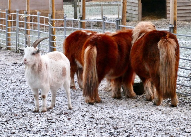 Mandatory Credit: Photo by Geoffrey Swaine/Shutterstock (16232413c) A cold and frosty start to the day after a bitterly cold night in the countryside. Seasonal weather, cold snap, Dunsden, Oxfordshire, UK - 06 Jan 2026