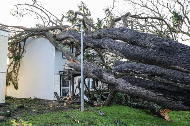 A property extensively damaged by fallen trees caused by Storm Goretti on January 10, 2026 in Falmouth, United Kingdom.