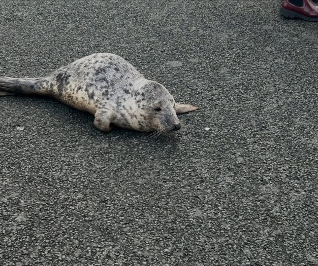 Hotel staff find baby seal paying a visit Credit Quay Hotel and Spa