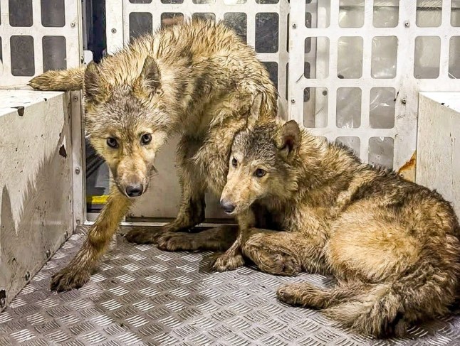 Wolf-dogs were actually roaming Preston